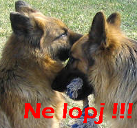 Ne lopjl !!!